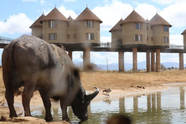 Salt-Lick-Safari-Lodge-3