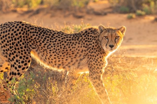 cheetah-sunset-africa-tour