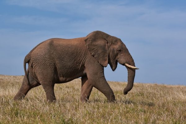 elephant-bull-kenya-tour
