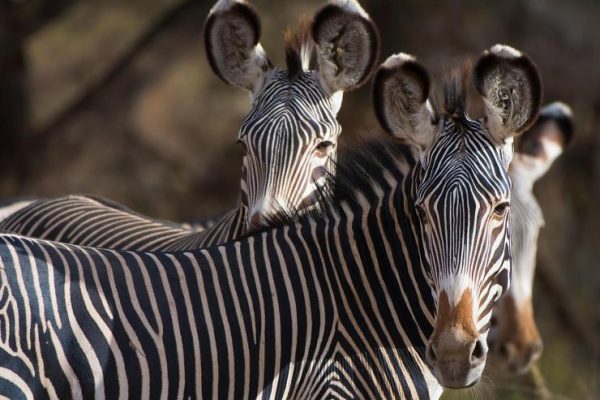 grevys-zebra-kenya-laikipia