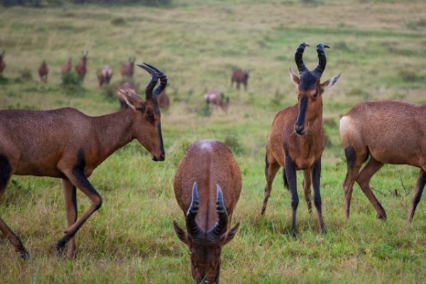 hartebeest-gazelle