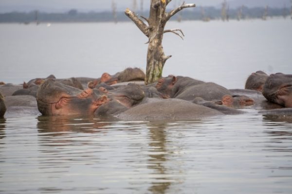 hippo-lake-naivasha-water