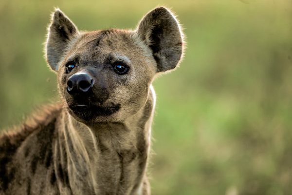 hyena-checking-out-wildlife-safari