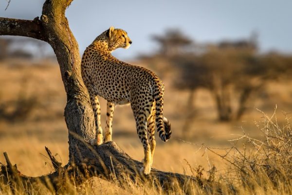 leopard-kenya-holiday-tour-network
