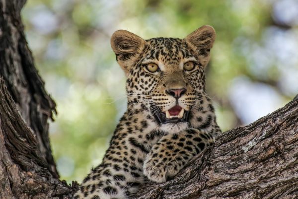 leopard-tree-tour-kenya