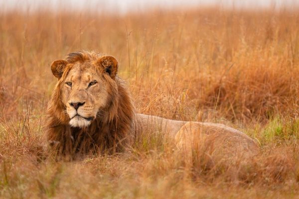lion-king-kenya-safari-game-drive