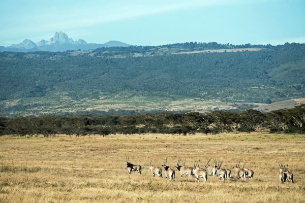 mount-kenya-wildlife-scenery-vacation.webp