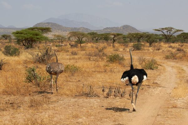 somali-ostrich-kenya-samburu