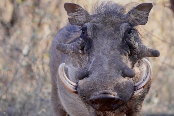 warthog