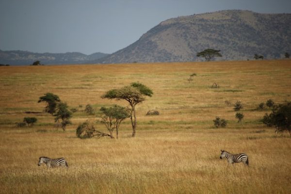 zebra-solio-ranch-laikipia